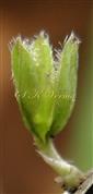  Calyx